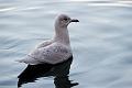 Grønnlandsmåke - Iceland gull (Larus glauciodes) 2k